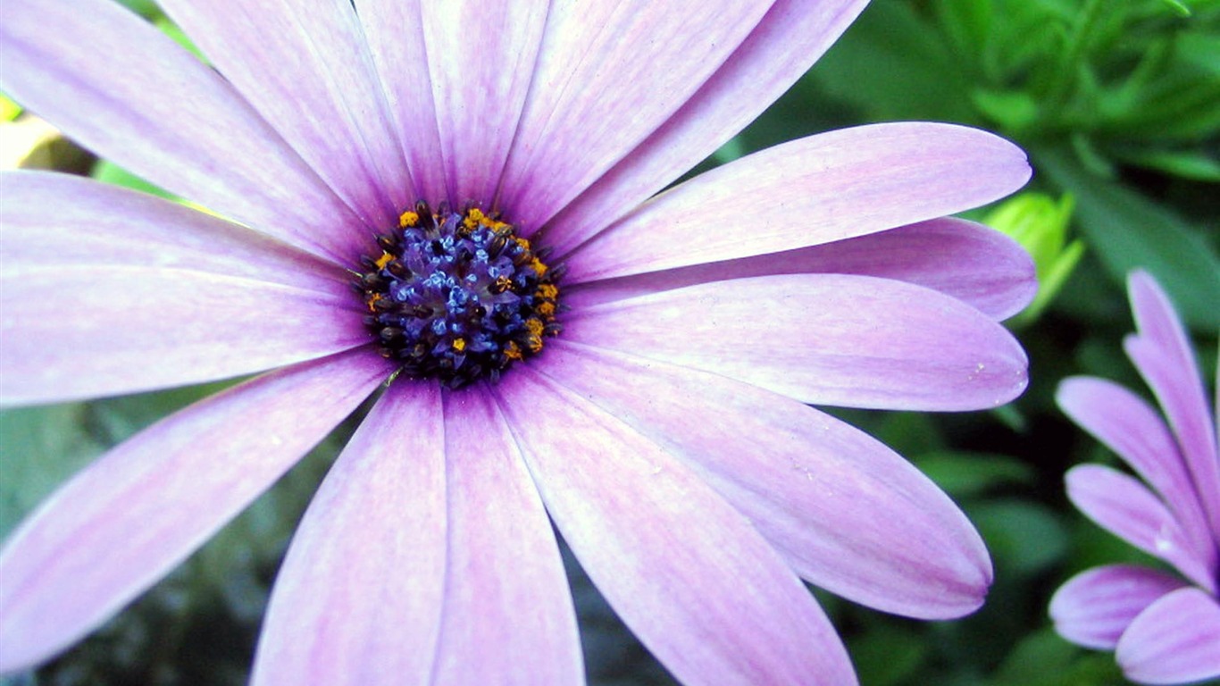 HD Plant Wallpaper #4 - 1366x768