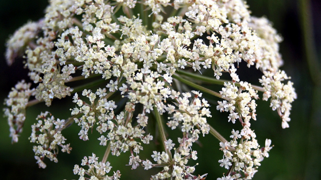 高清寬屏植物壁紙 #5 - 1366x768