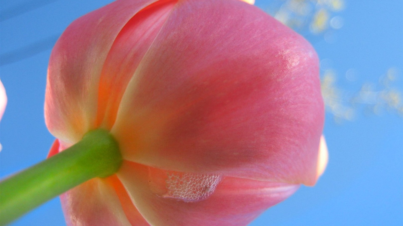高清寬屏植物壁紙 #6 - 1366x768