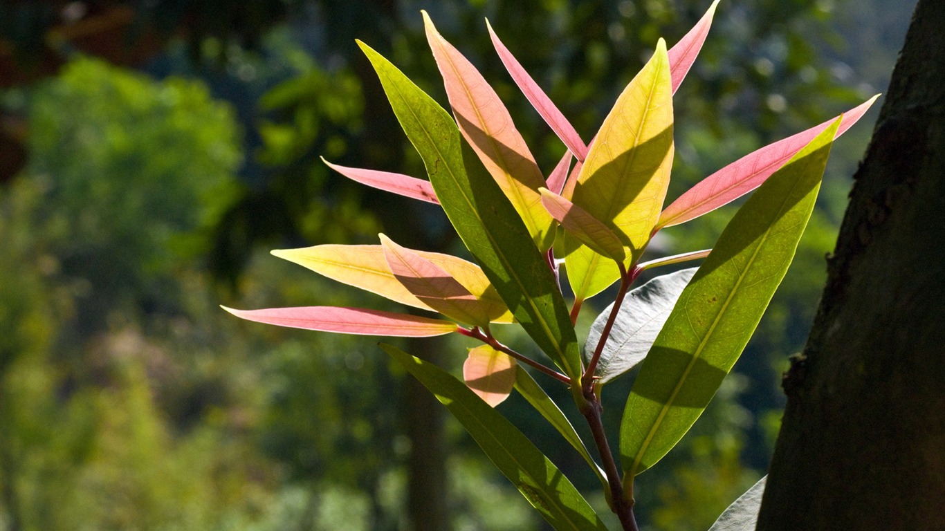 高清寬屏植物壁紙 #11 - 1366x768