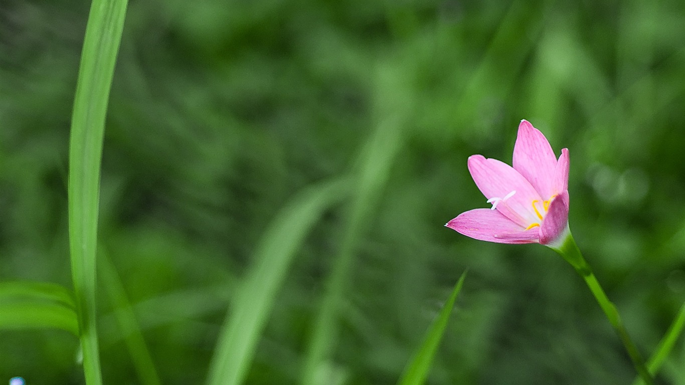 HD Plant Wallpaper #13 - 1366x768