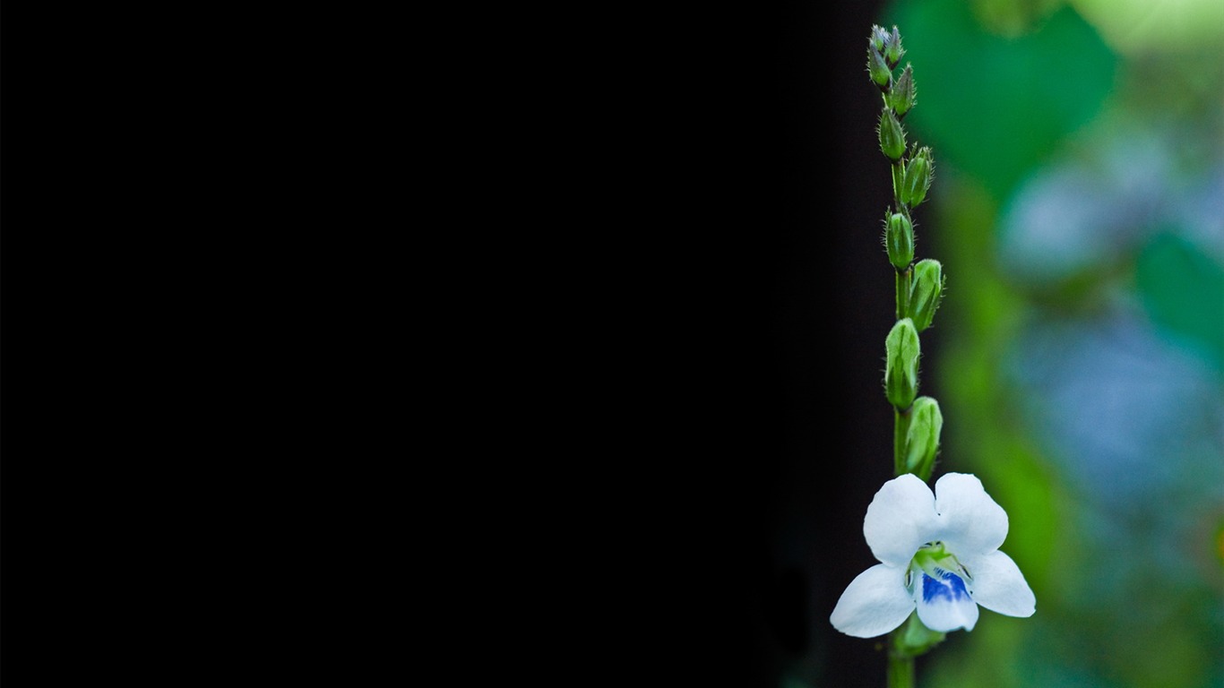 高清寬屏植物壁紙 #15 - 1366x768