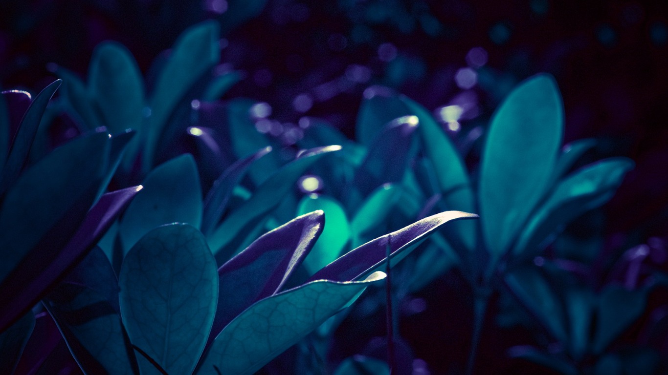 高清寬屏植物壁紙 #17 - 1366x768