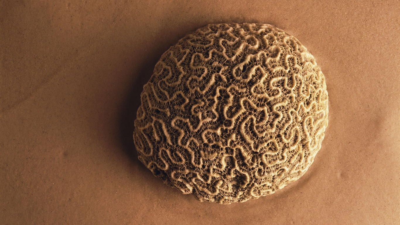 千年生物壁紙 #4 - 1366x768