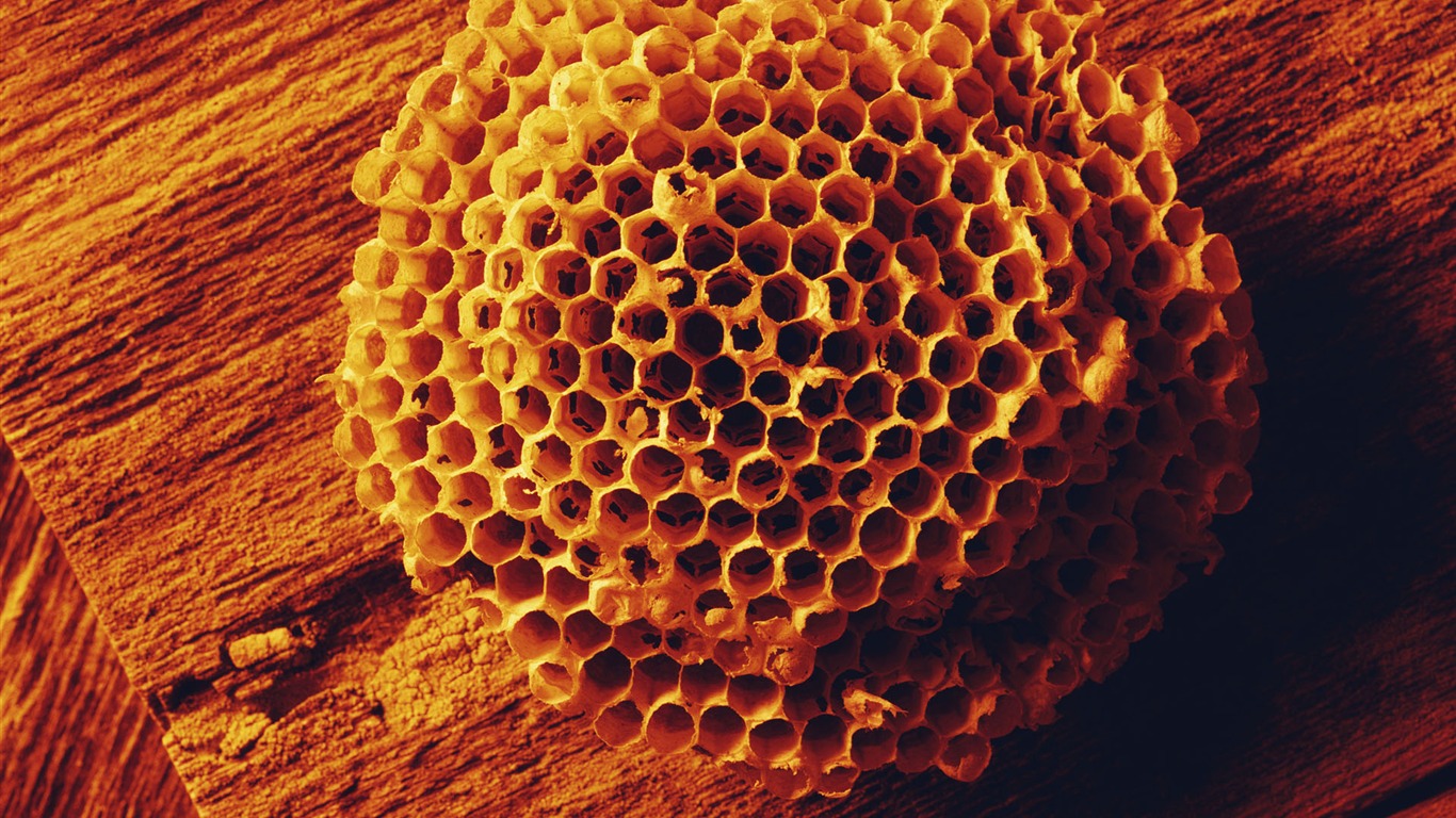 千年生物壁紙 #12 - 1366x768