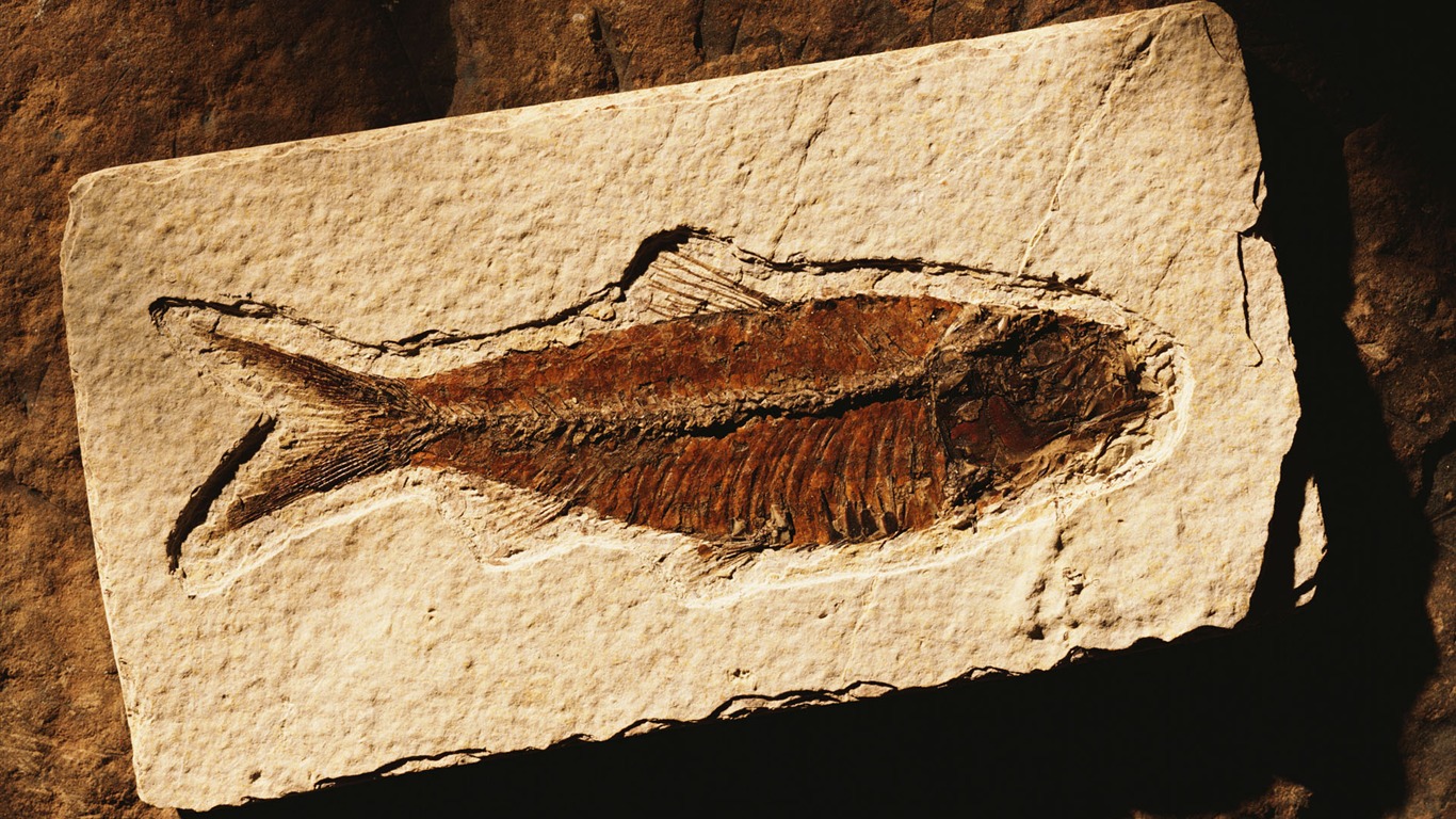 千年生物壁紙 #20 - 1366x768
