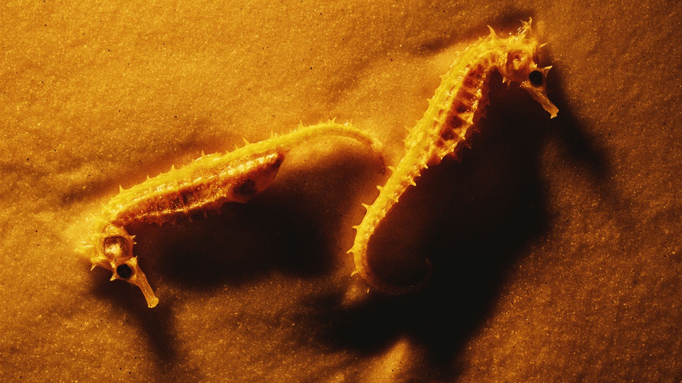 tisíciletí biologický Wallpaper #25 - 1366x768