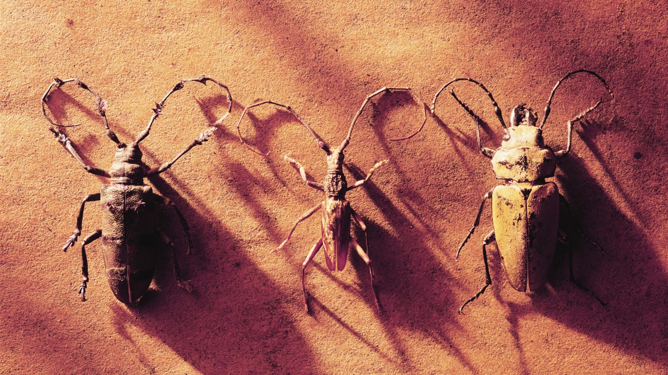 tisíciletí biologický Wallpaper #26 - 1366x768