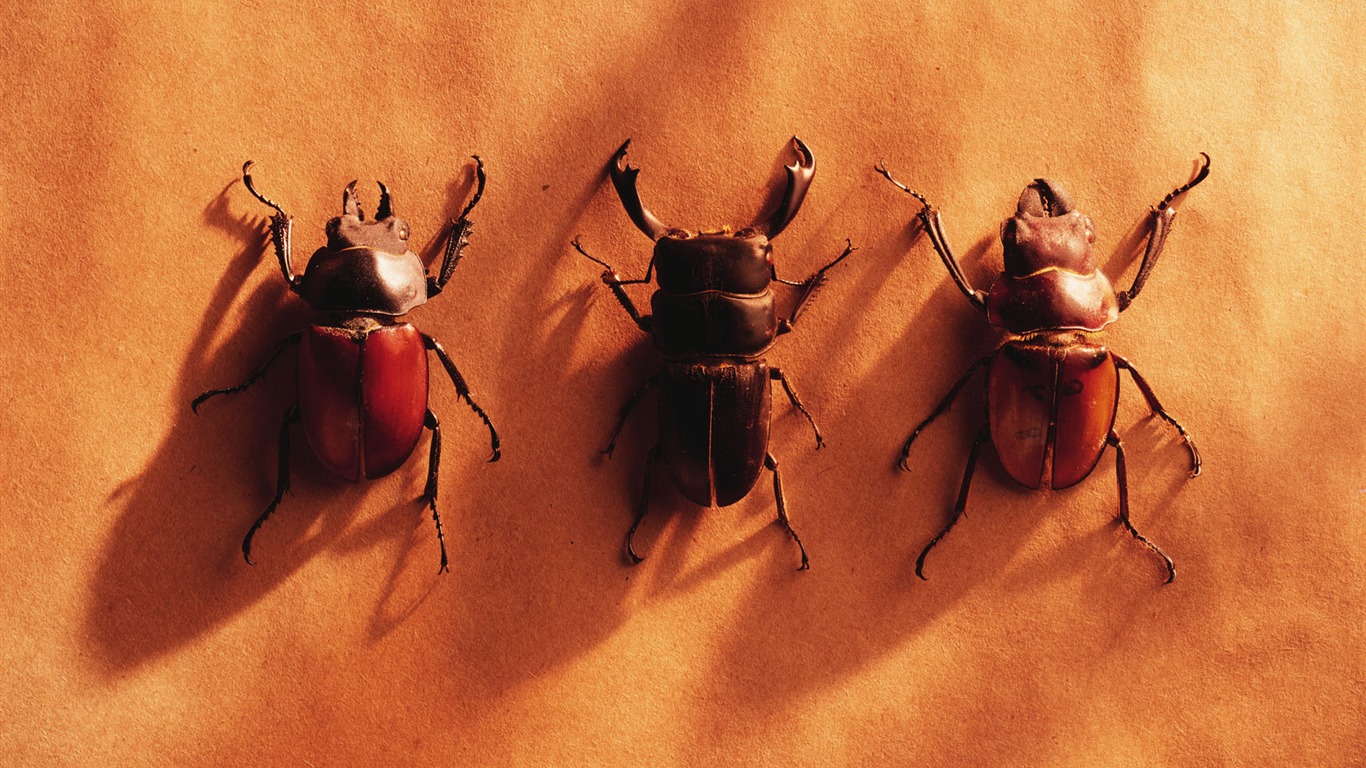 tisíciletí biologický Wallpaper #27 - 1366x768