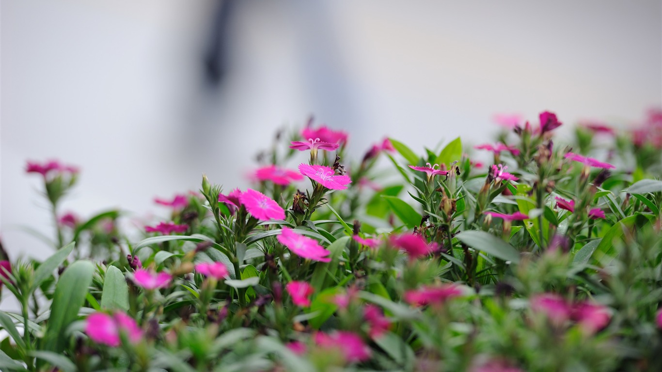 Nikon D700 proofs Wallpaper #4 - 1366x768