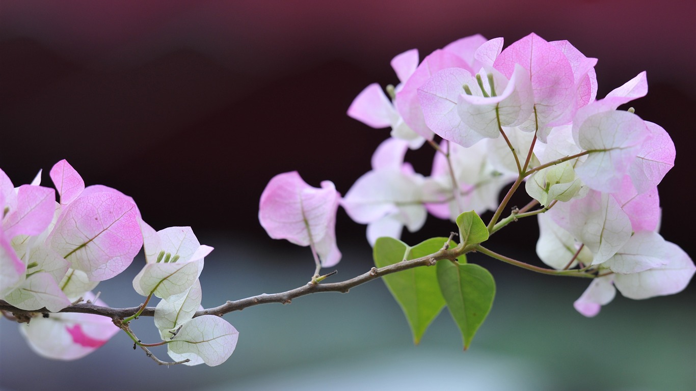 尼康 D700 樣張壁紙 #41 - 1366x768