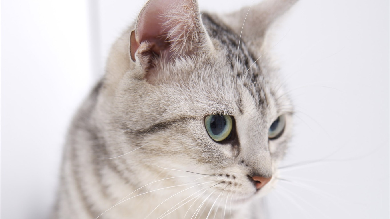 HD cute little kitty wallpaper #5 - 1366x768