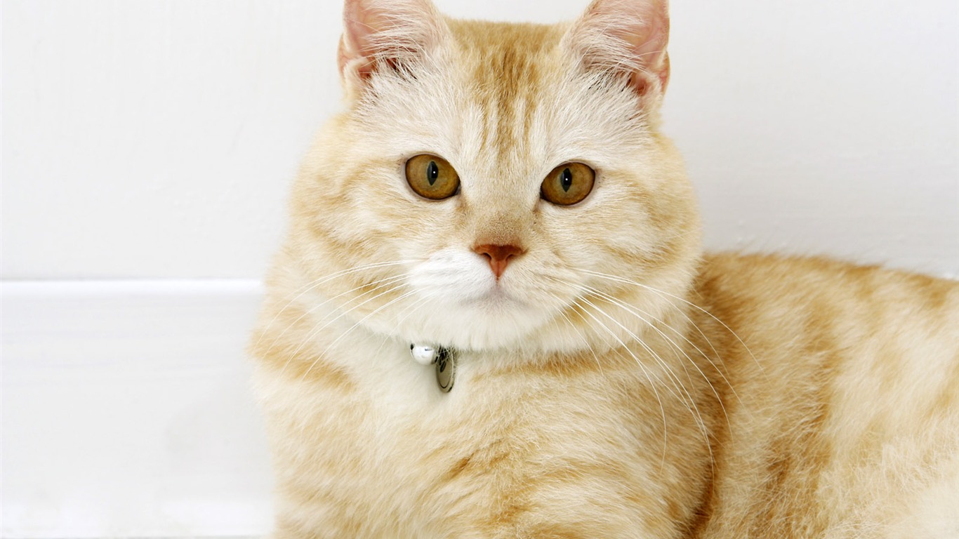 HD cute little kitty wallpaper #7 - 1366x768