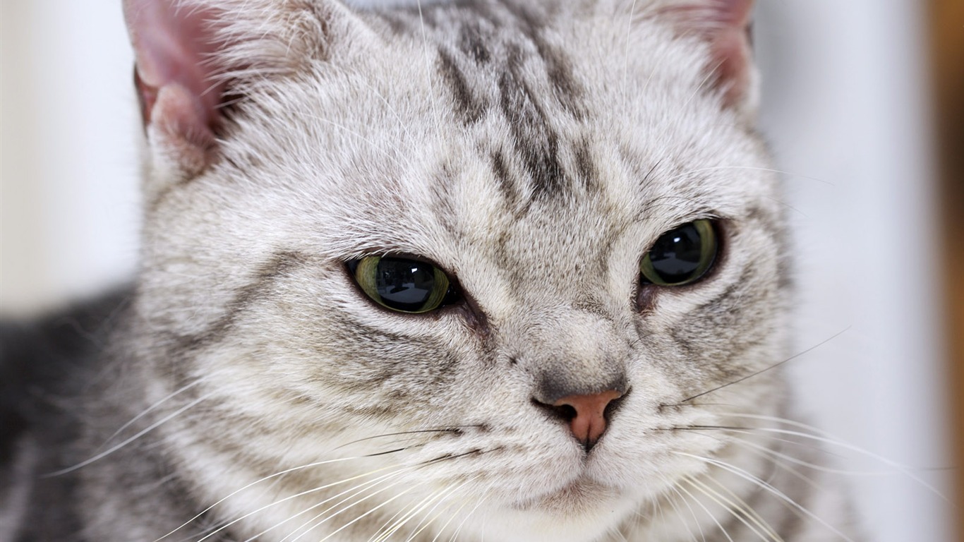 HD cute little kitty wallpaper #12 - 1366x768