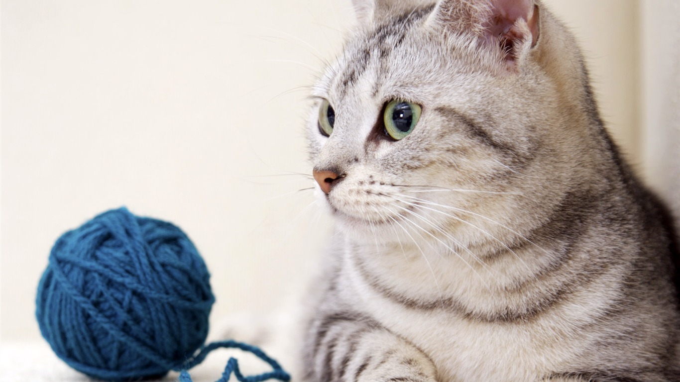 HD cute little kitty wallpaper #21 - 1366x768