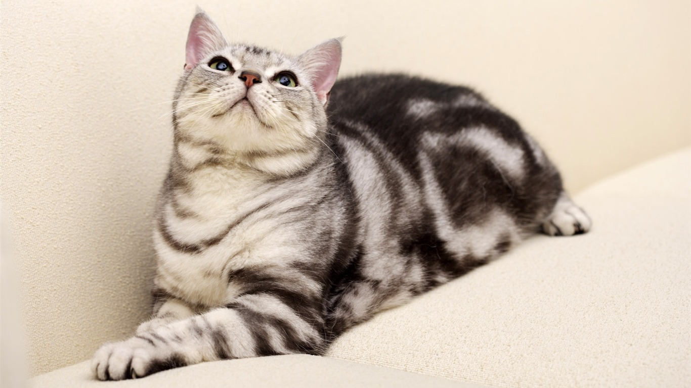 HD cute little kitty wallpaper #37 - 1366x768