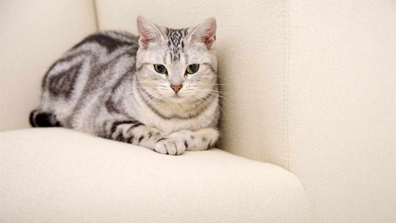 HD papel tapiz lindo gatito #38 - 1366x768