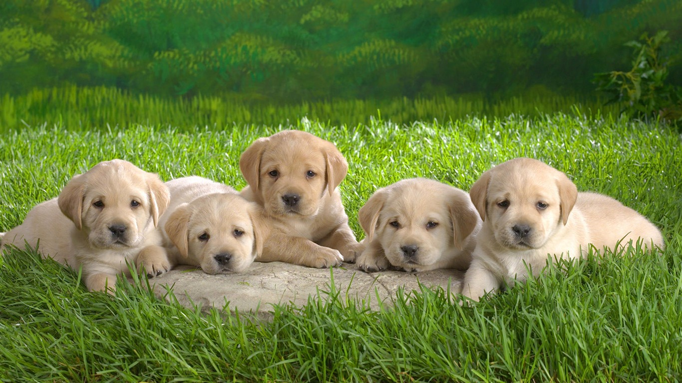 Cute Puppy Photo Wallpaper #1 - 1366x768