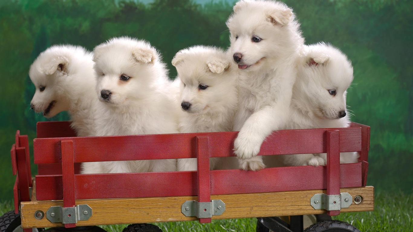 Cute puppy Photo Wallpaper #2 - 1366x768