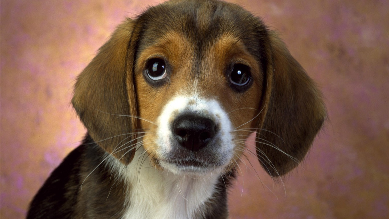 Cute puppy Photo Wallpaper #4 - 1366x768