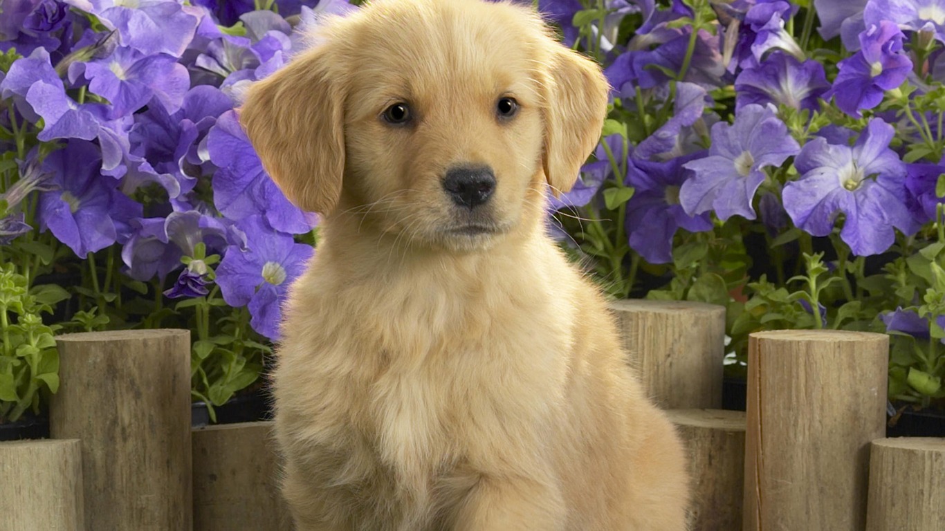 Cute Puppy Photo Wallpaper #11 - 1366x768
