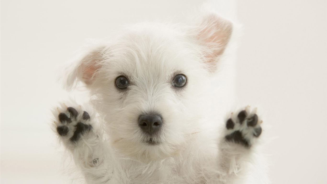 Cute puppy Photo Wallpaper #13 - 1366x768