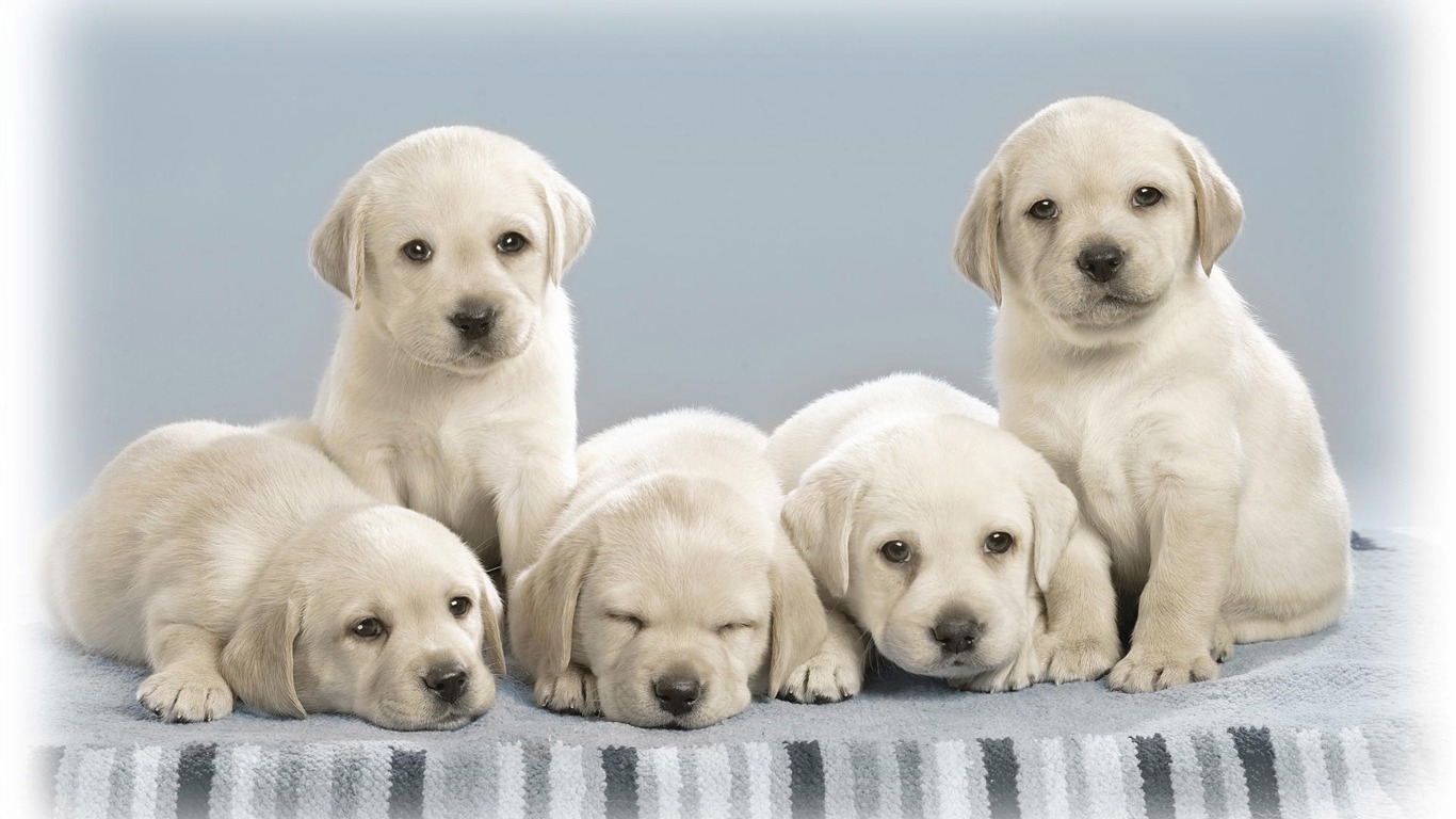 Cute puppy Photo Wallpaper #18 - 1366x768