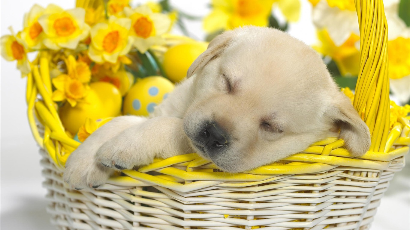 Cute Puppy Photo Wallpaper #19 - 1366x768