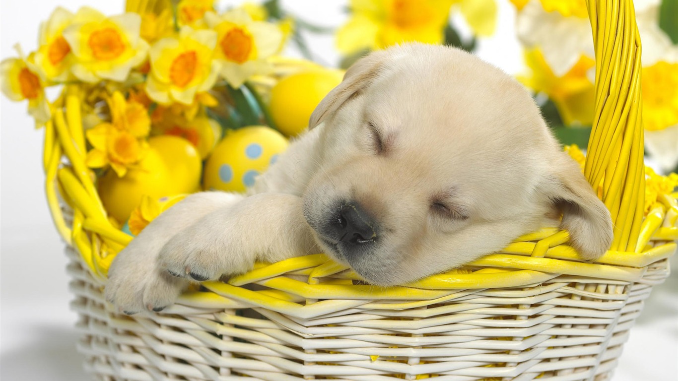 Cute puppy Photo Wallpaper #19 - 1366x768