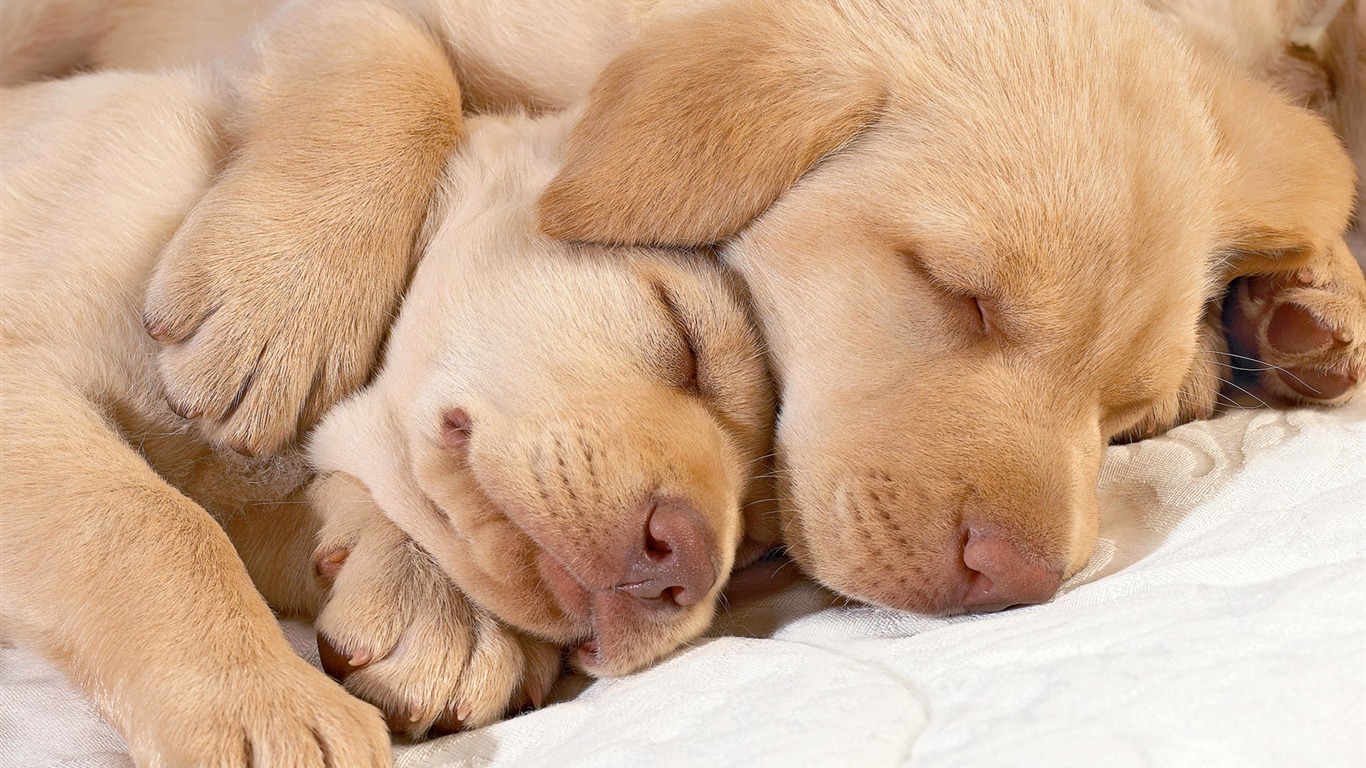 Cute puppy Photo Wallpaper #20 - 1366x768