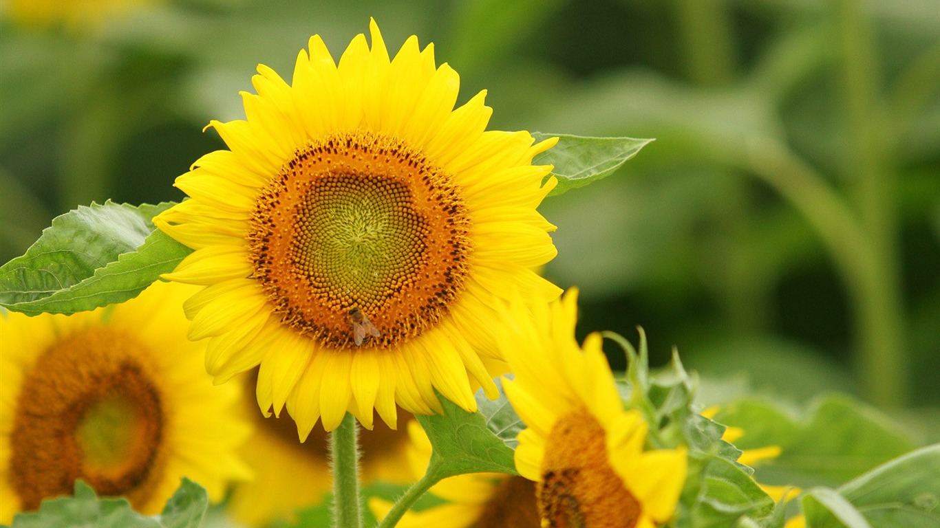 Man Shan sunflower wallpaper #1 - 1366x768