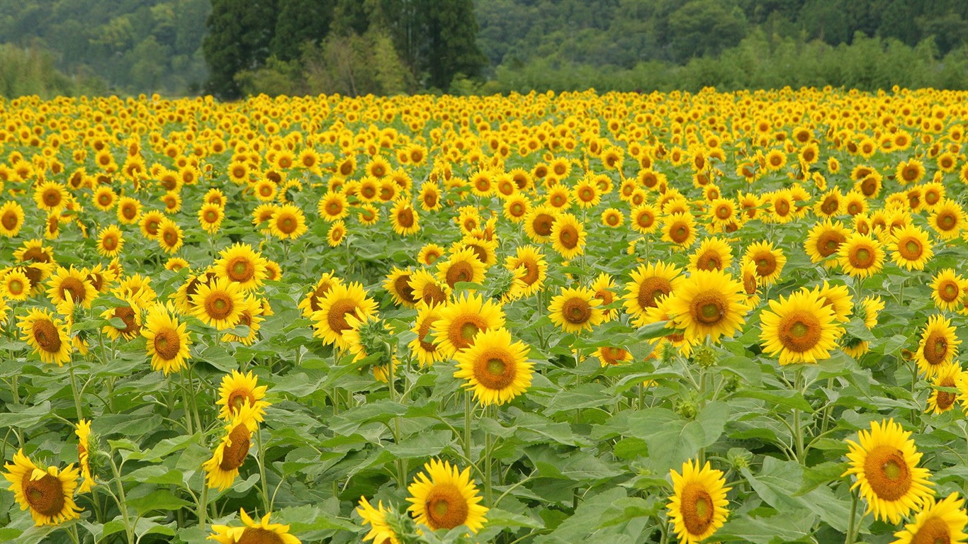 Man Shan sunflower wallpaper #2 - 1366x768