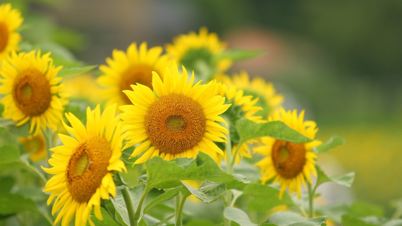 Man Shan sunflower wallpaper #3 - 1366x768