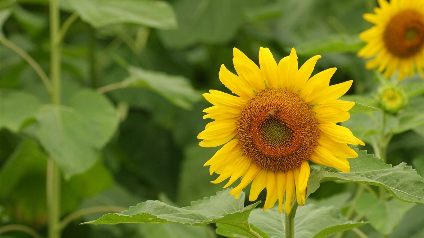 Man Shan sunflower wallpaper #4 - 1366x768