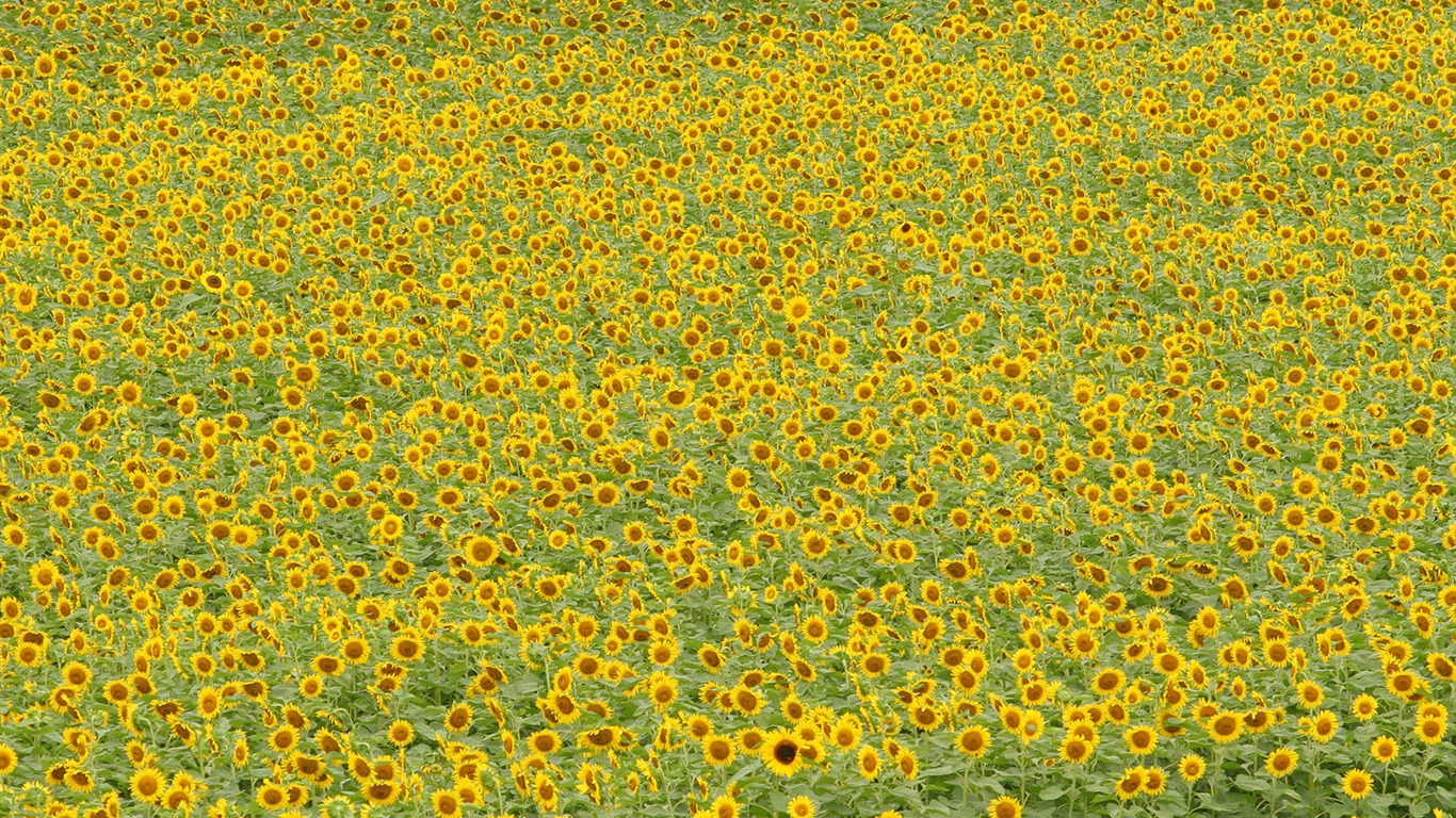 Man Shan sunflower wallpaper #5 - 1366x768