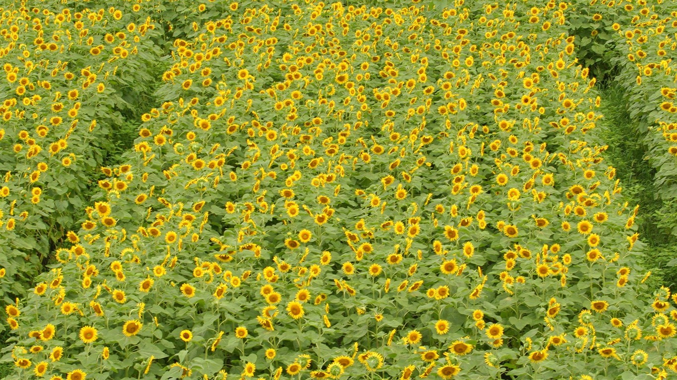 漫山葵花 壁紙專輯 #6 - 1366x768