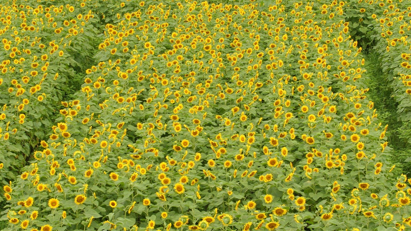 Man Shan sunflower wallpaper #6 - 1366x768