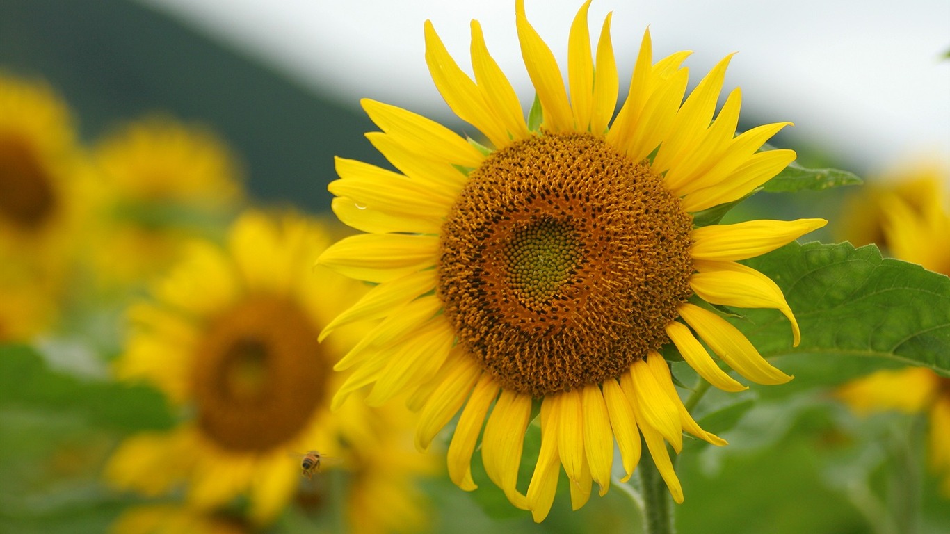 Man Shan sunflower wallpaper #8 - 1366x768