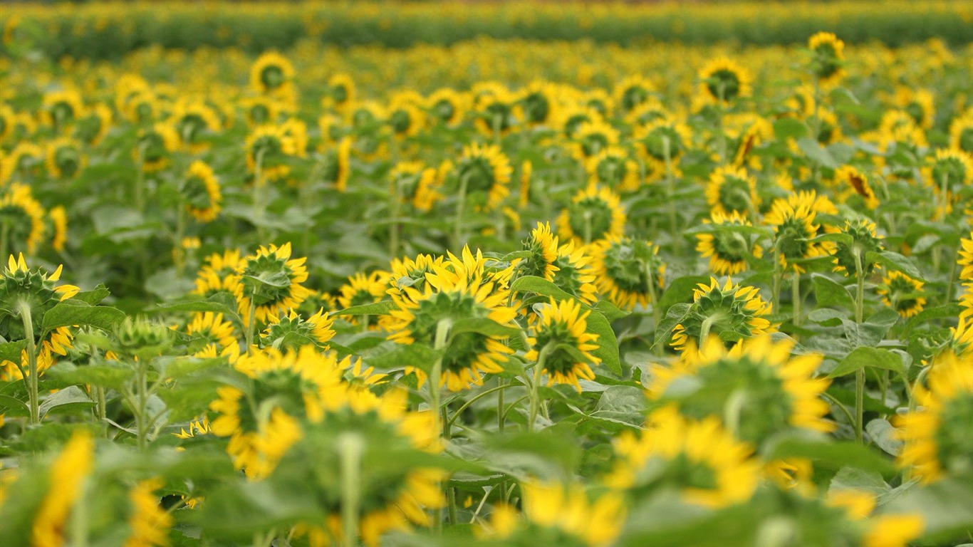 El hombre Shan fondos de escritorio de girasol #9 - 1366x768