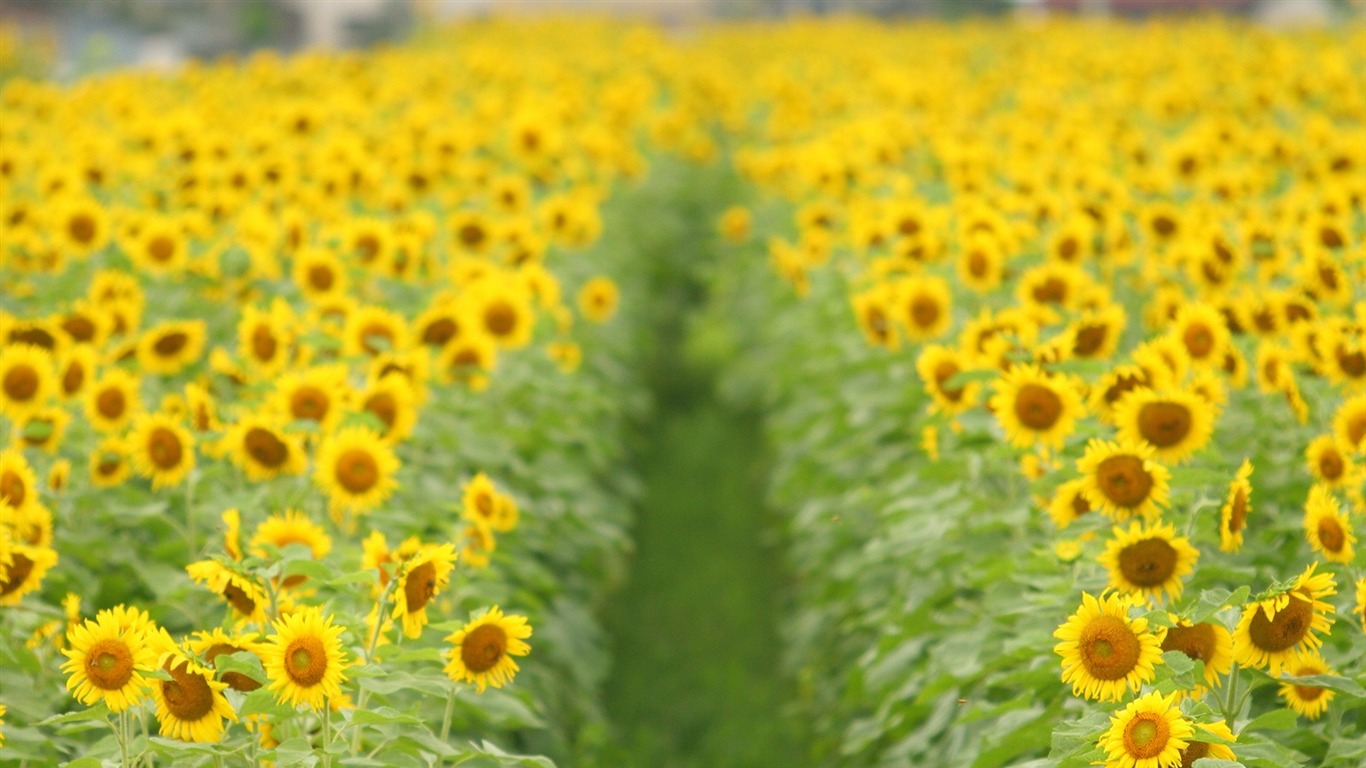 Man Shan sunflower wallpaper #10 - 1366x768