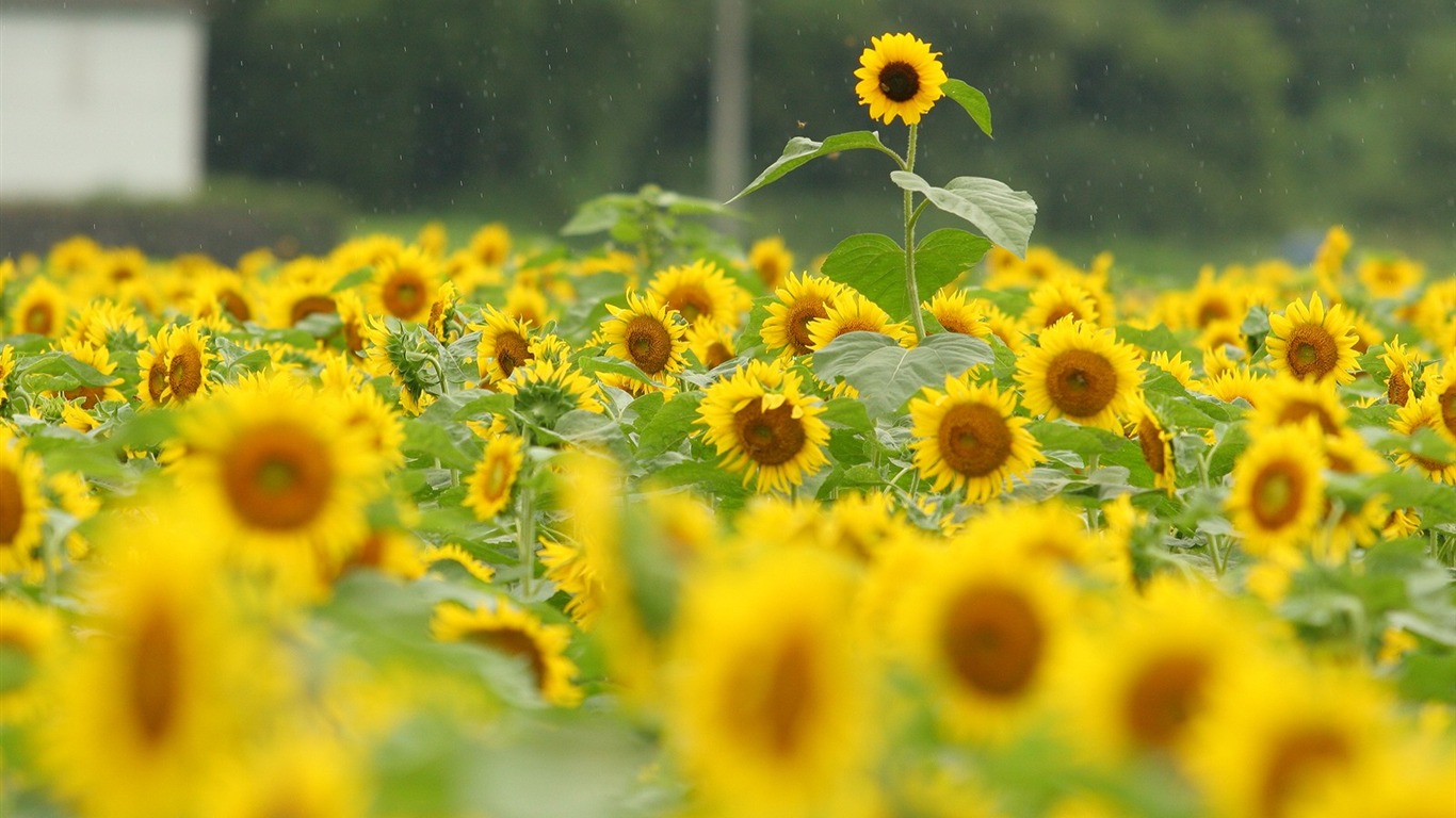 Man Shan sunflower wallpaper #11 - 1366x768