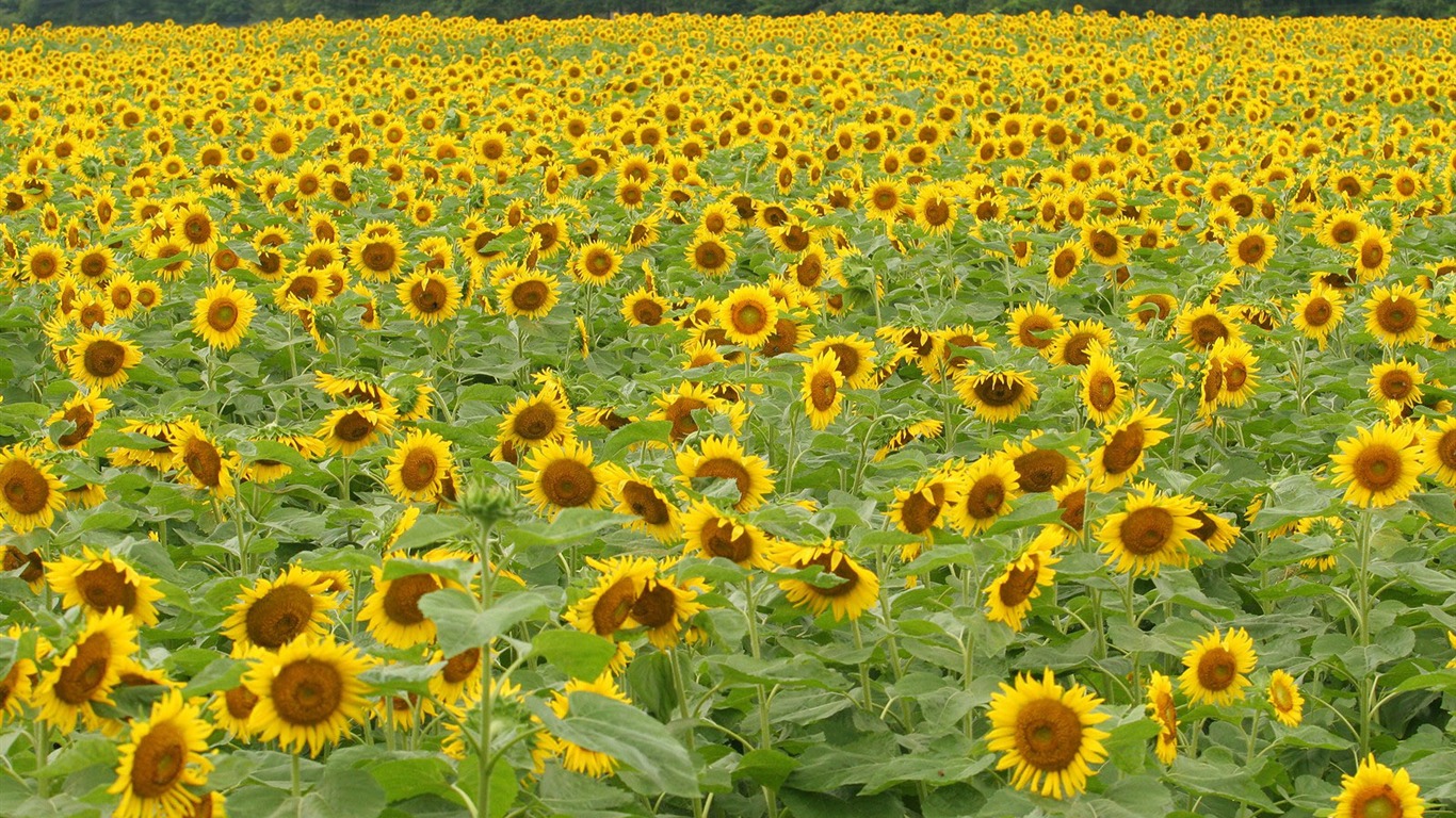 Man Shan sunflower wallpaper #12 - 1366x768