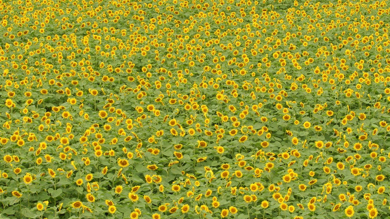 Man Shan sunflower wallpaper #13 - 1366x768