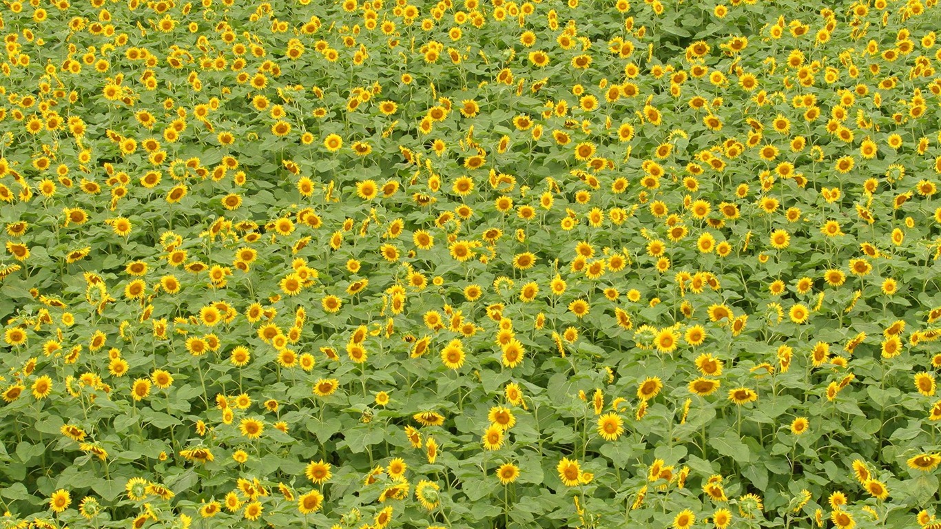 Man Shan sunflower wallpaper #14 - 1366x768