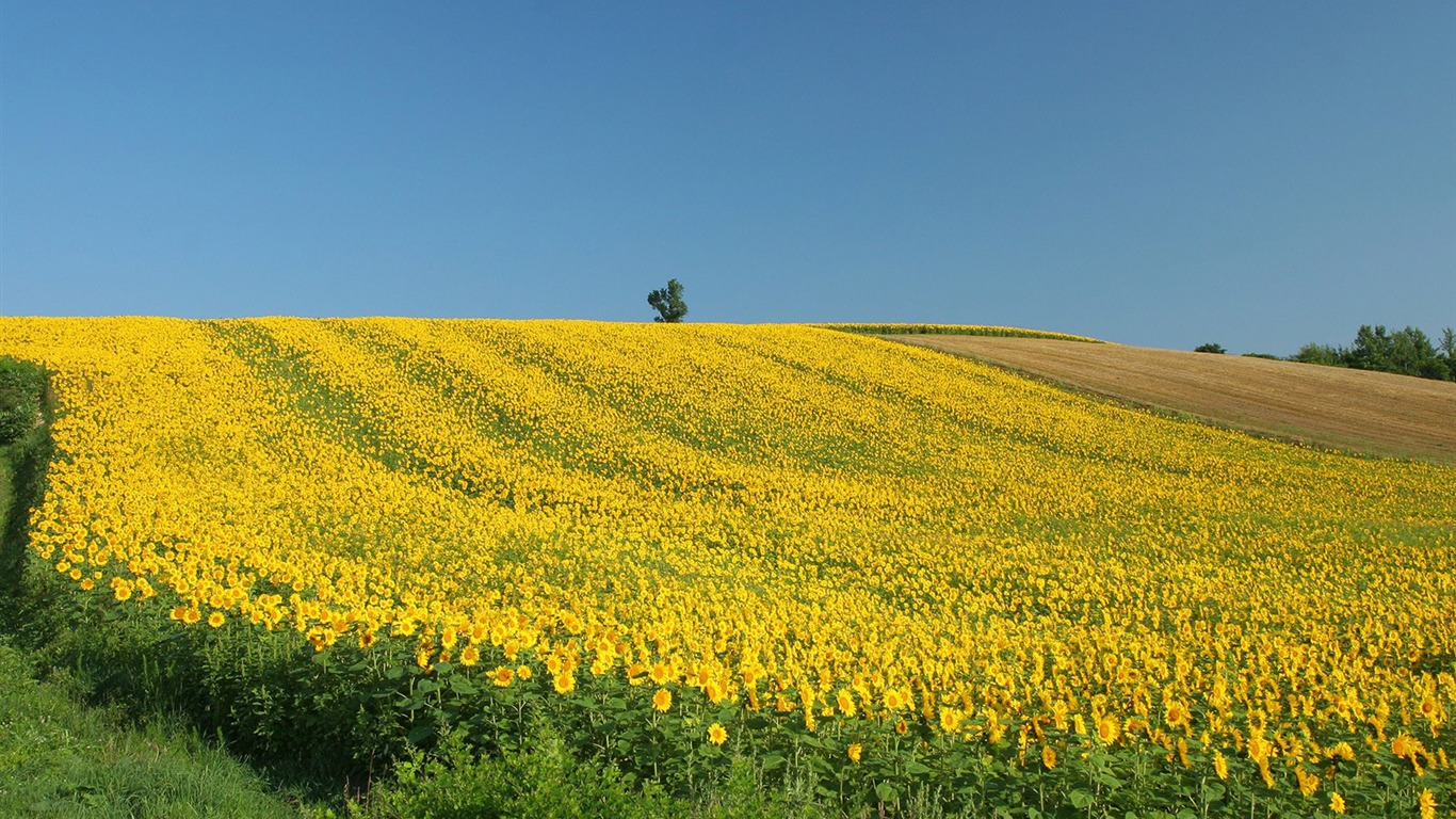 Man Shan sunflower wallpaper #15 - 1366x768