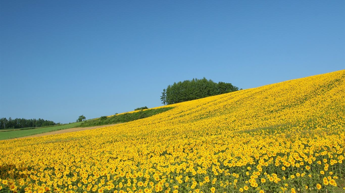 Man Shan Sonnenblume Wallpaper #16 - 1366x768