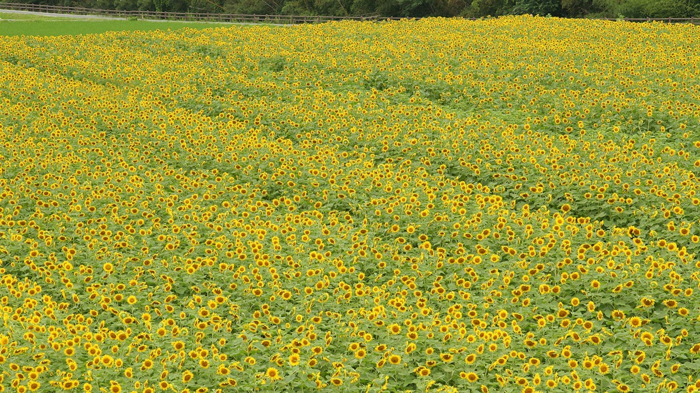 Man Shan sunflower wallpaper #17 - 1366x768