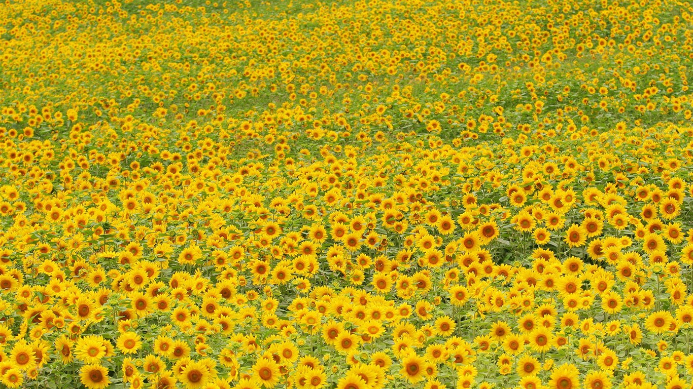 Man Shan sunflower wallpaper #18 - 1366x768