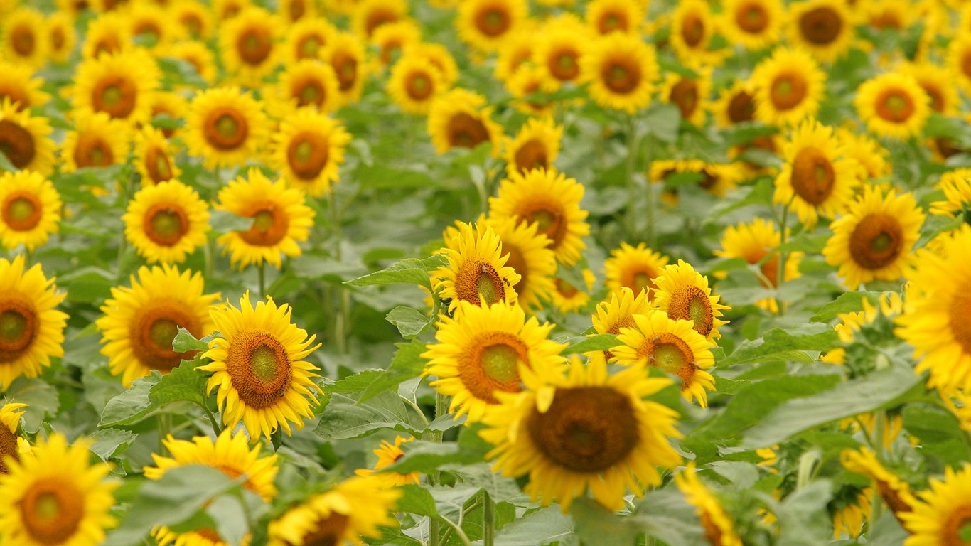 Man Shan sunflower wallpaper #19 - 1366x768