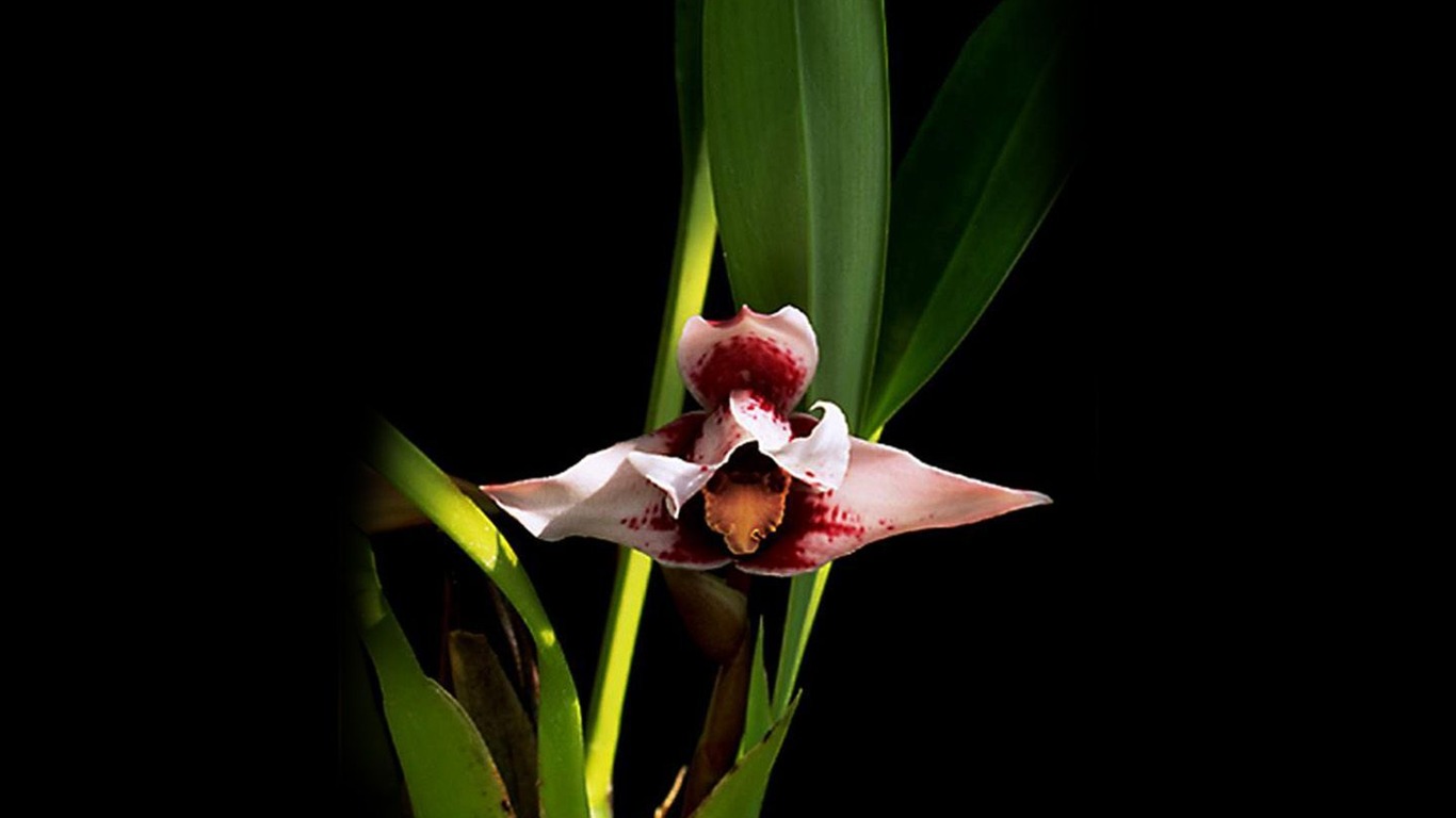 Beautiful and elegant orchid wallpaper #2 - 1366x768